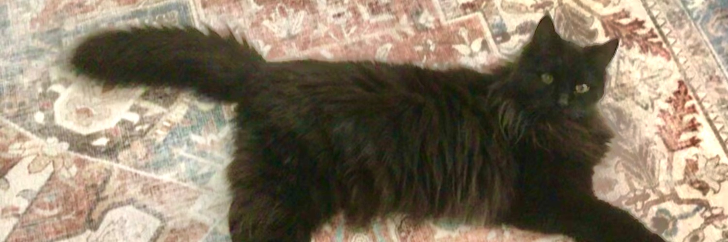 ConfuciusCat's profile banner image