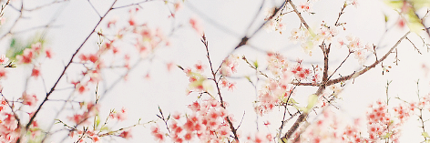Chippeido's profile banner image