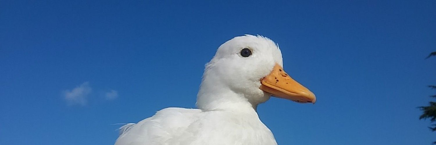 grapesarefluffy's profile banner image