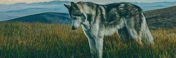 Xavier Fiestas  banner