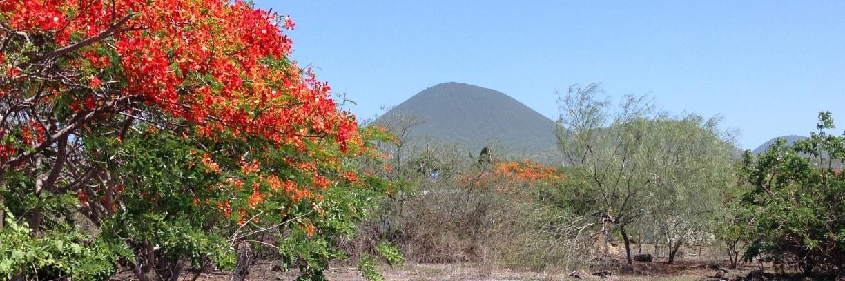 Sonia Kleindorfer banner