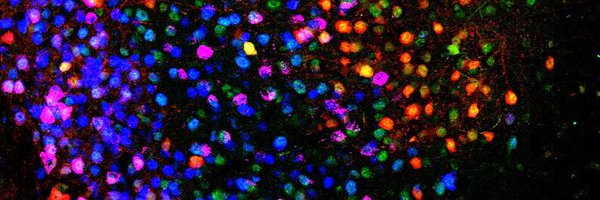 JennRokaya Profile Banner