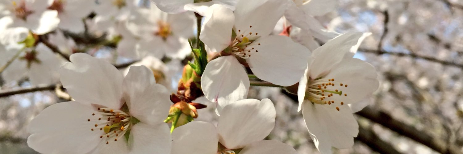 414_cherry's profile banner image