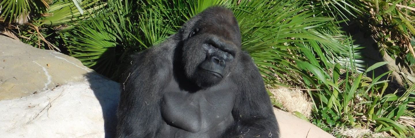 Corey/OwnDeadzombie banner