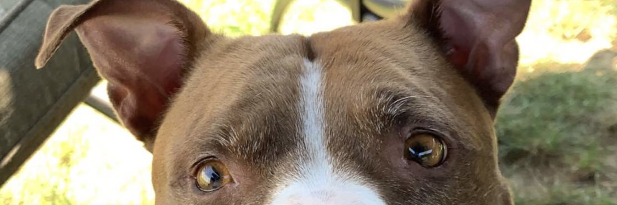 AndradeJazzy's profile banner image