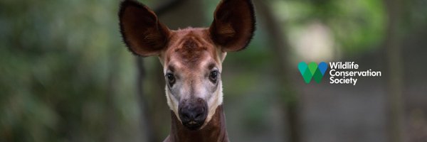 TheWCS Profile Banner