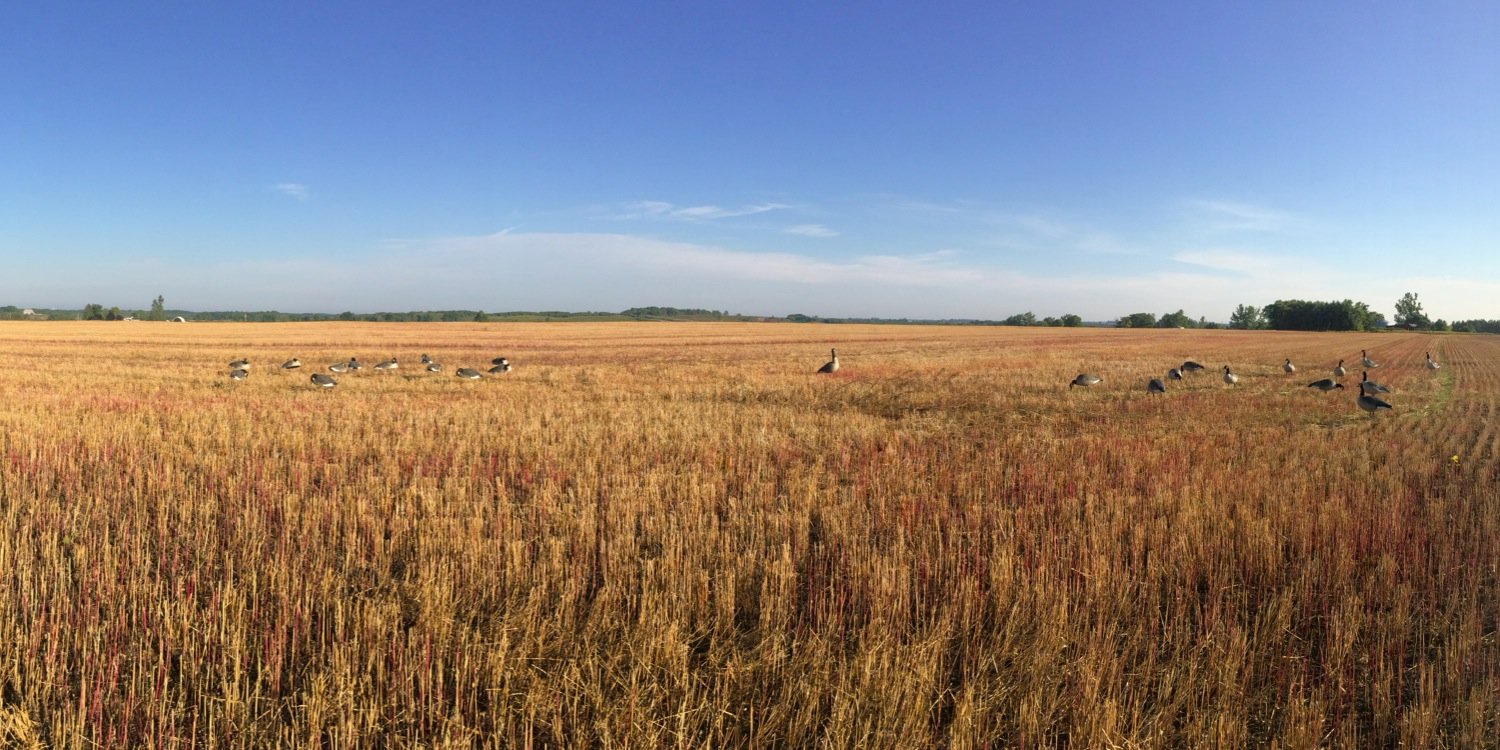 Markus Redmond banner