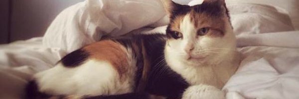 ReadyforRescue Profile Banner