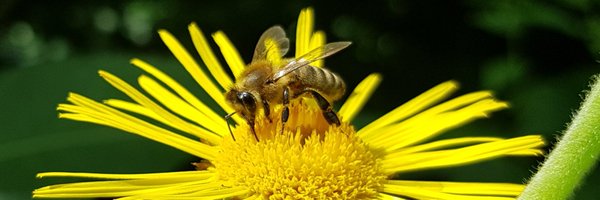 TheBeesearcher Profile Banner