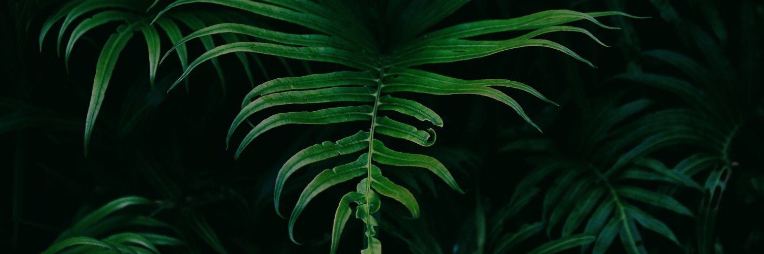 elyina's profile banner image