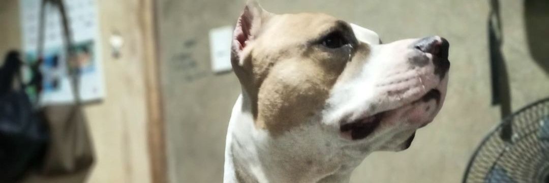 miaxgab's profile banner image