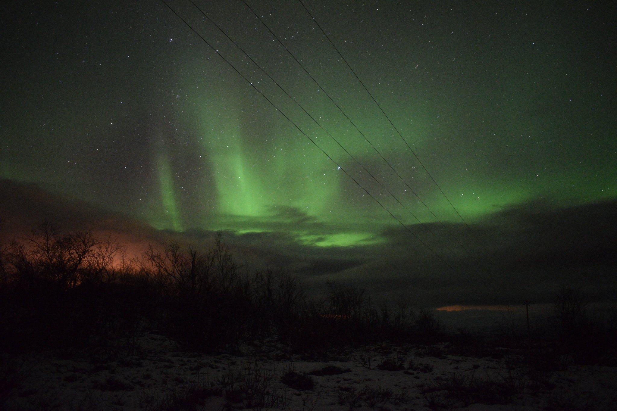 Angela Timofte banner