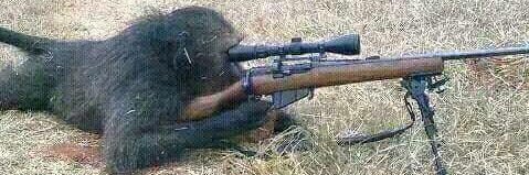 🐘Travis Burne🦏 banner