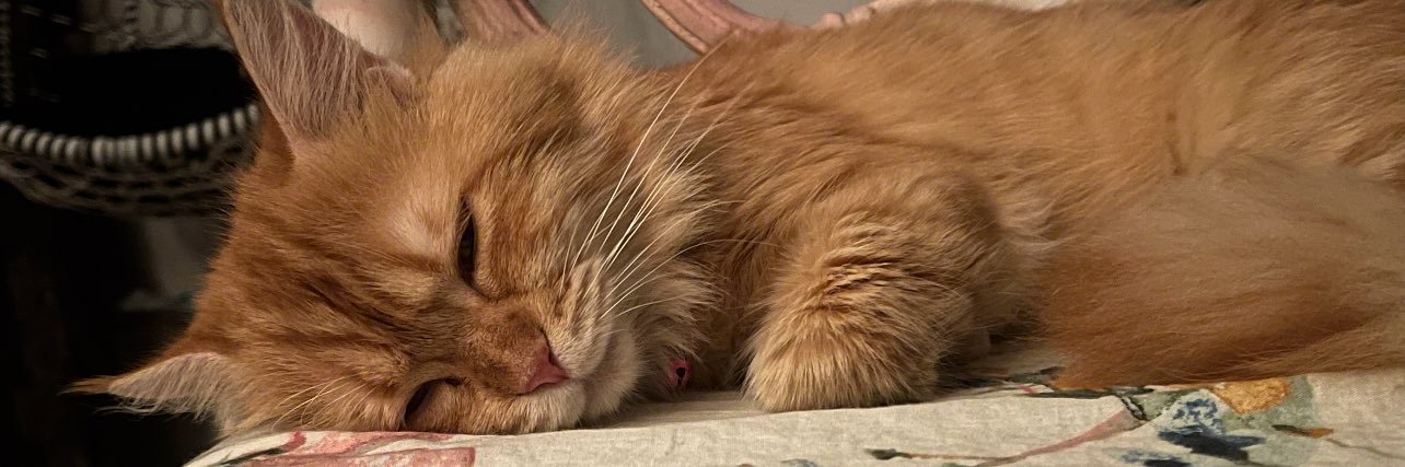 Catwhou's profile banner image