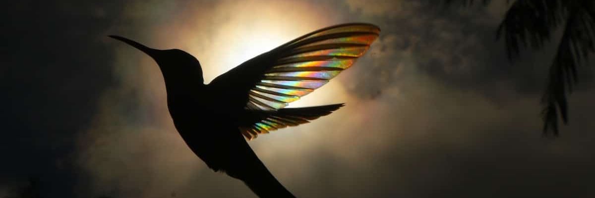 cheykat's profile banner image