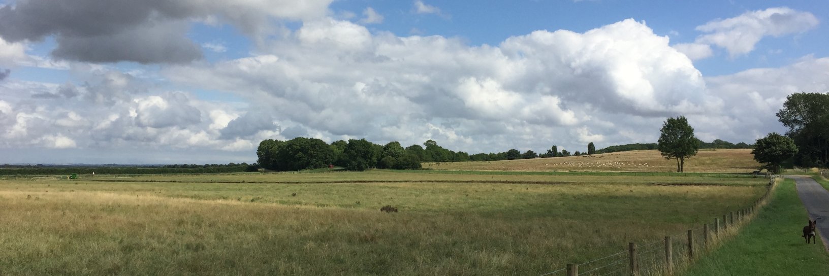 Graziella Iossa banner