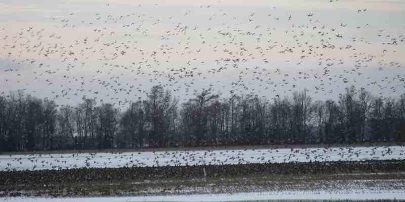 DWwaterfowl's profile banner image