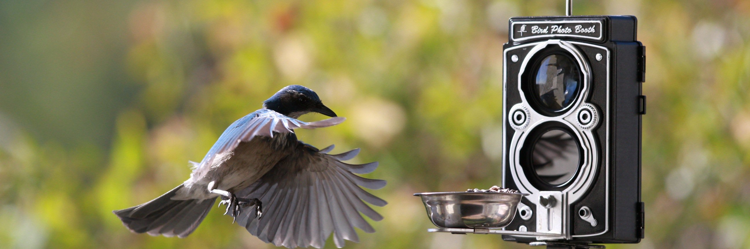 Birdphotobooth's profile banner image