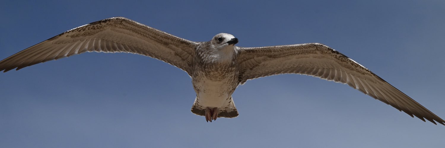 LosBirder's profile banner image