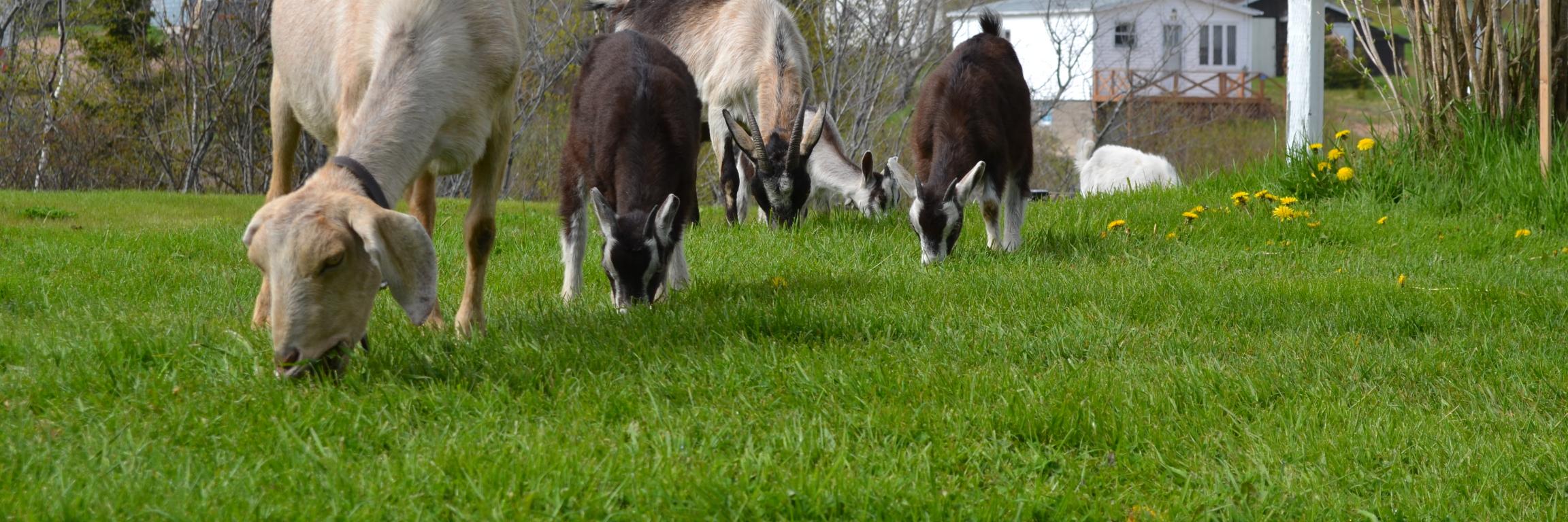 Groovy Goat Farm banner