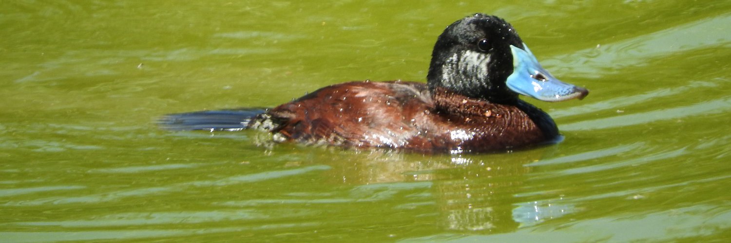 Xavier Delgado  banner