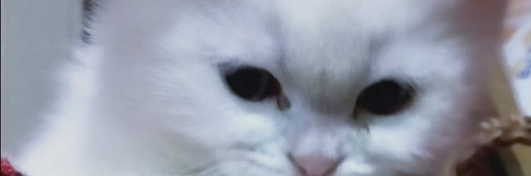 profesör banner