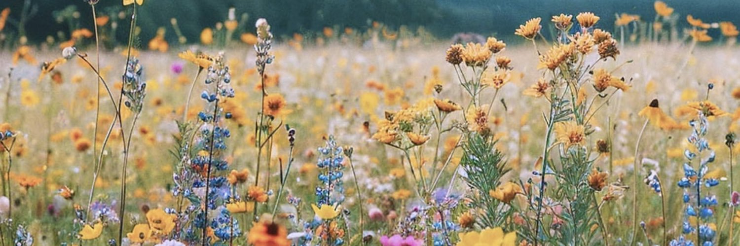 CaitlinBrossman's profile banner image