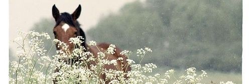HarfHayal's profile banner image