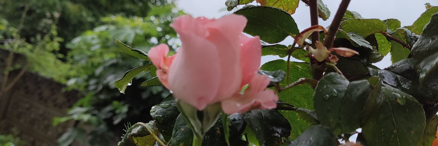 handanumutt's profile banner image