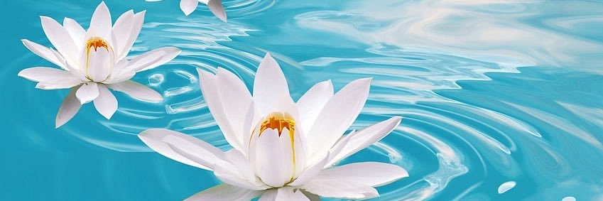 Flowers173's profile banner image