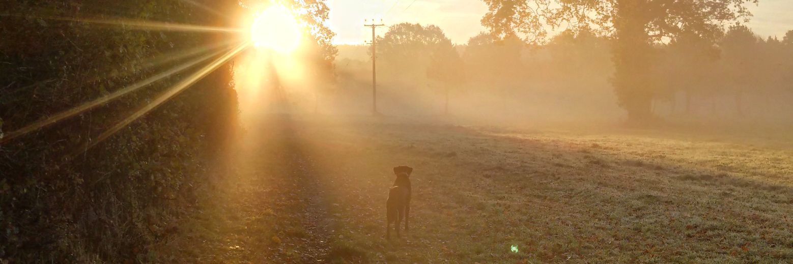 buddydog2010's profile banner image