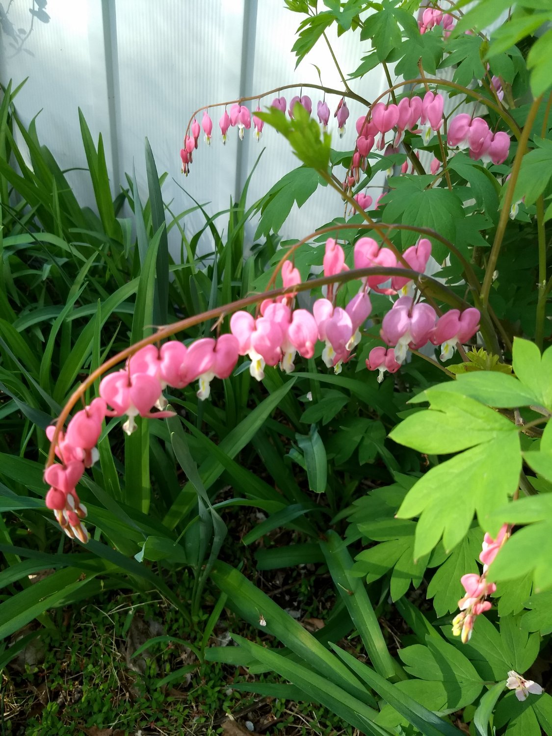 AngiospermUnite's profile banner image