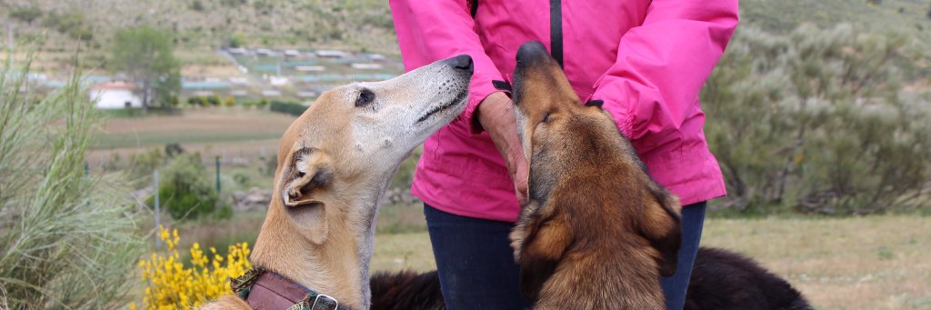 deceroadoptauno's profile banner image