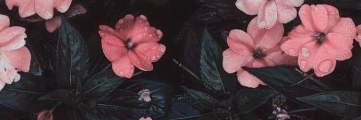 ElDivandeSteph's profile banner image