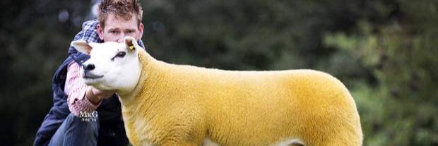 welshpedigrees's profile banner image