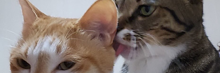 XoCoryxx's profile banner image