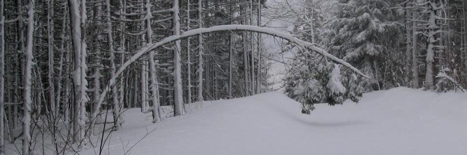 theatropectoris's profile banner image