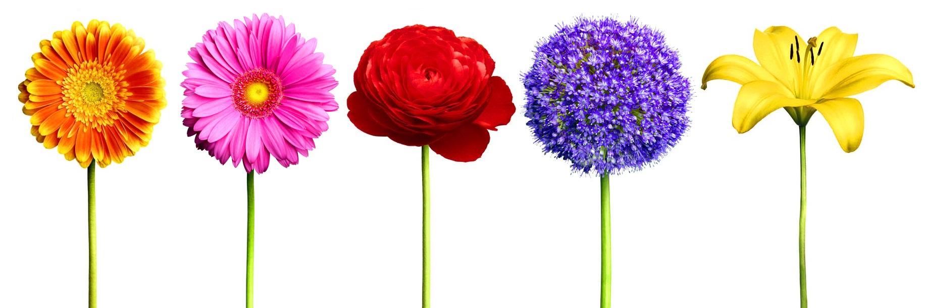 Foster Garden banner