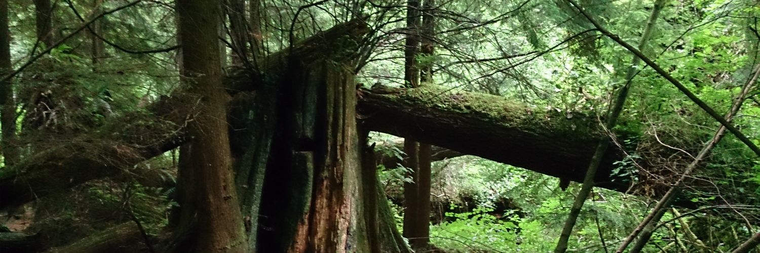 hollowtreegames's profile banner image