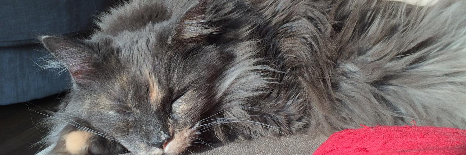 sissyquee's profile banner image