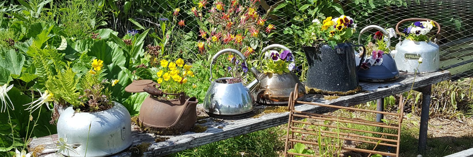 Debbie Schantz banner