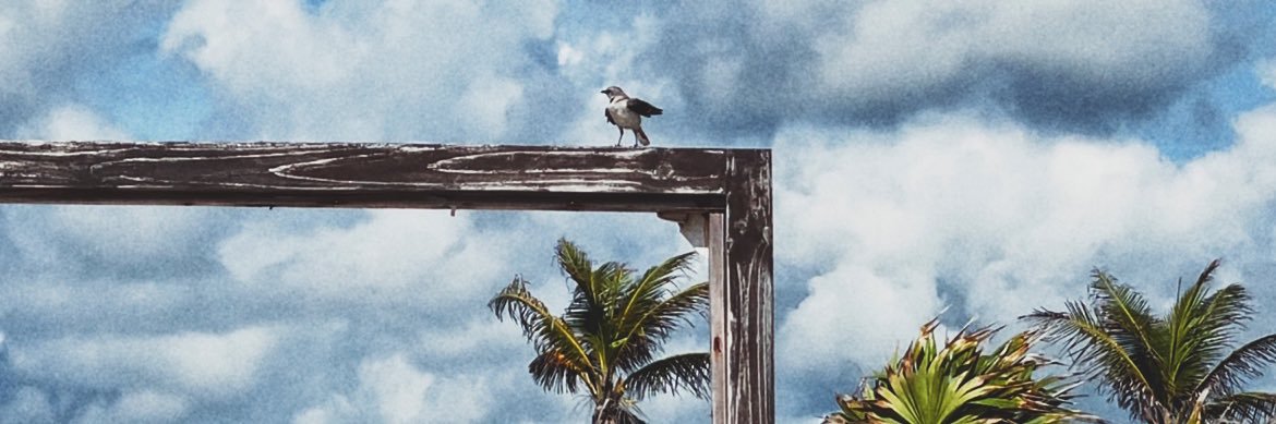 poptacha's profile banner image