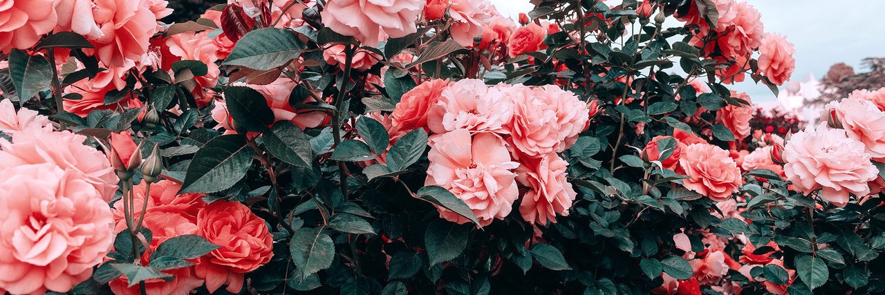 (❁´◡`❁)*✲｡* banner