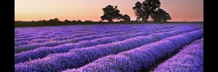 corina_rojas's profile banner image