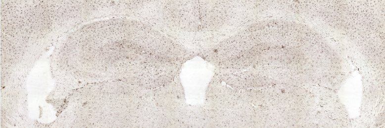 Alison Randell banner