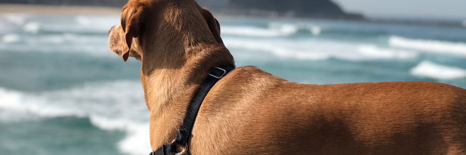 IAmSandri's profile banner image