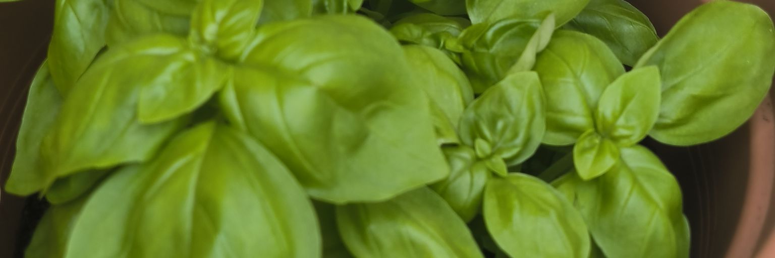DocLOLJacoby's profile banner image