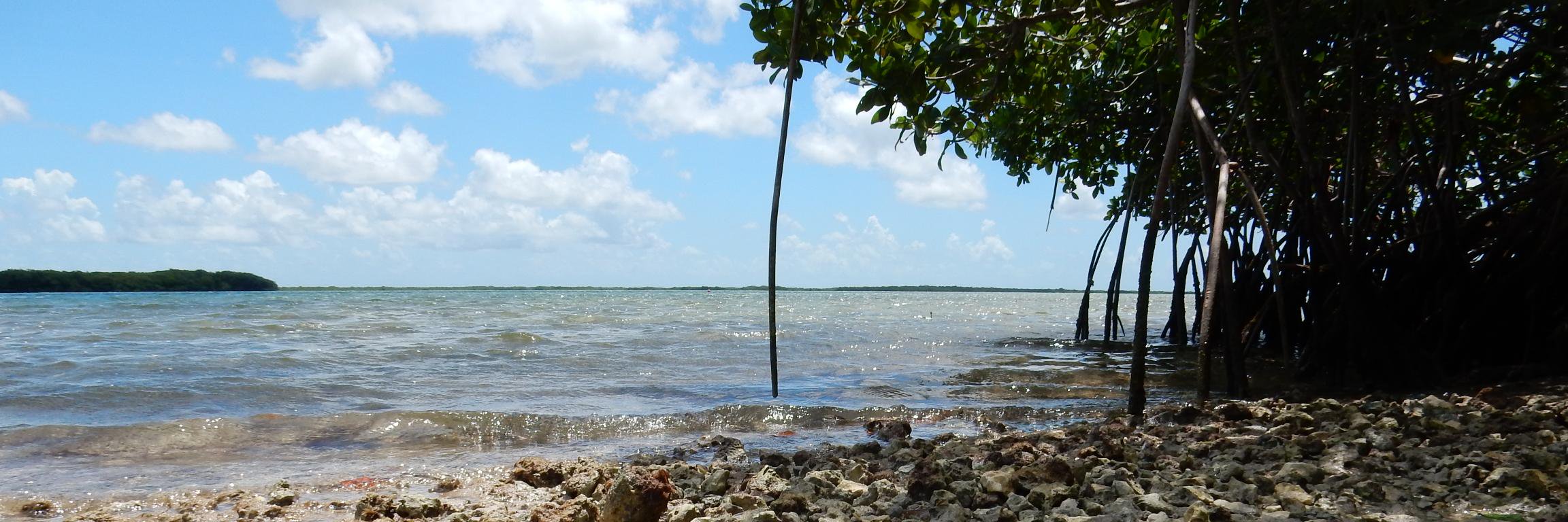 MarineScienceRU's profile banner image