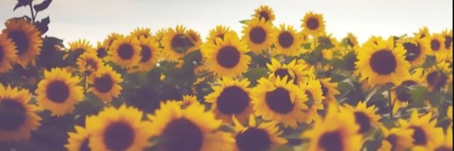 shelaghdaly's profile banner image