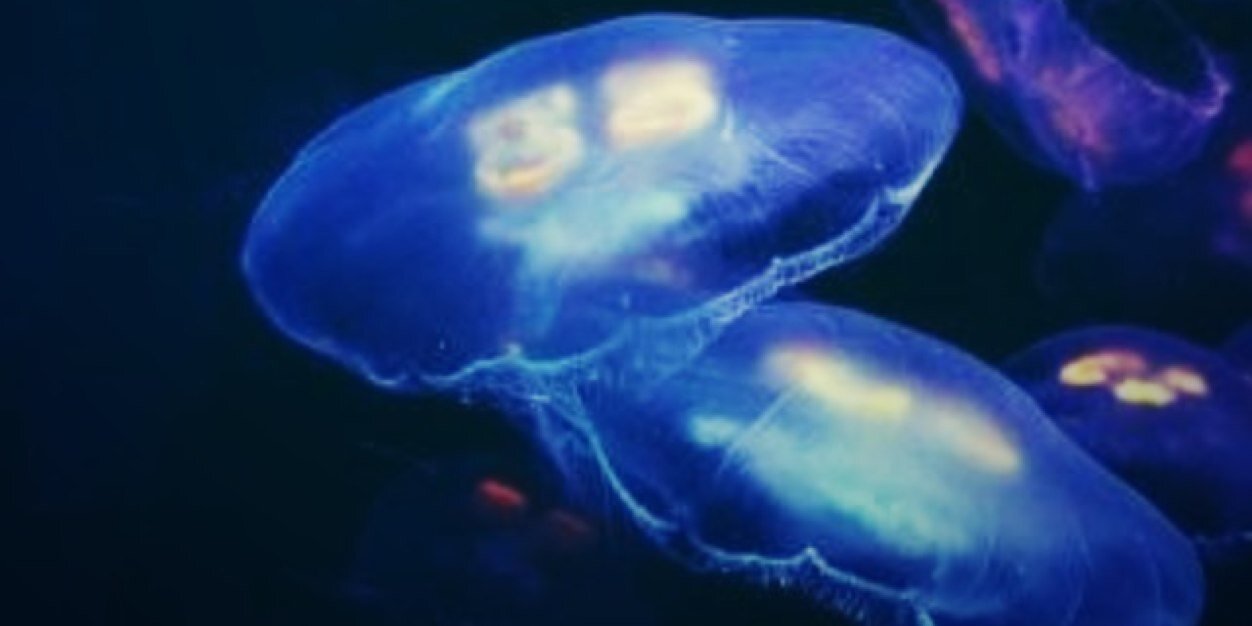 BuceoMedusa's profile banner image